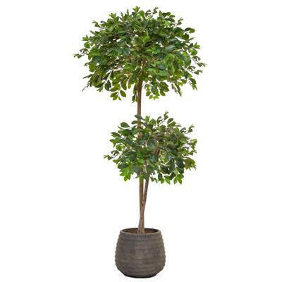 Artificial Silk Ficus Retusa in Taupe Pot
