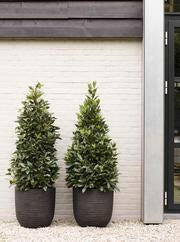 Egg Planter - Ridged