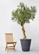 Luxury Artificial Silk Bespoke Olive Tree Deluxe on Coffee Stem in Pot