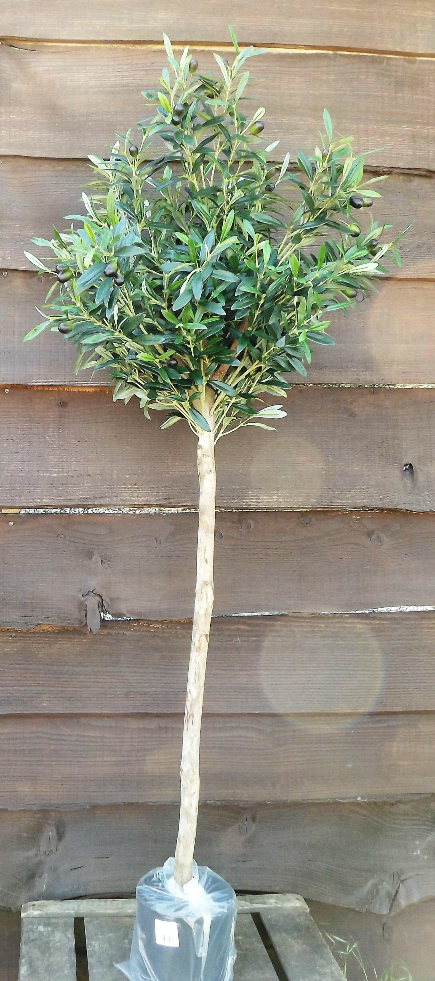 Artificial Silk Olive Topped Tree