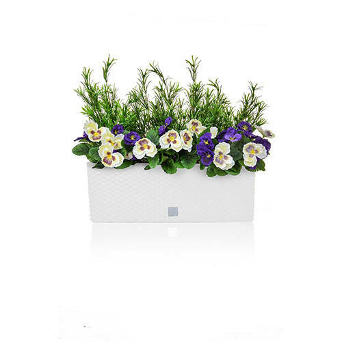 Artificial Pansy and Podocarpus in Rato Trough
