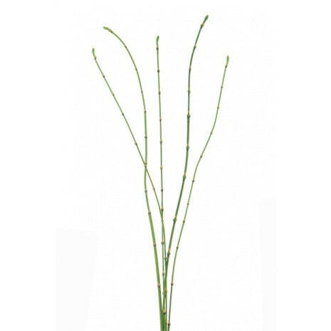 Artificial Bamboo Stick Bundle x 5