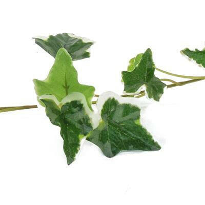 Artificial Silk English Ivy Garland