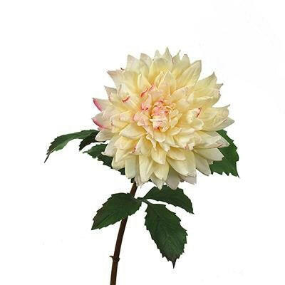 Artificial Silk Dahlia