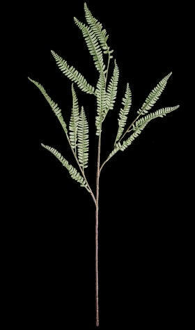 Artificial Silk Boston Fern Spray