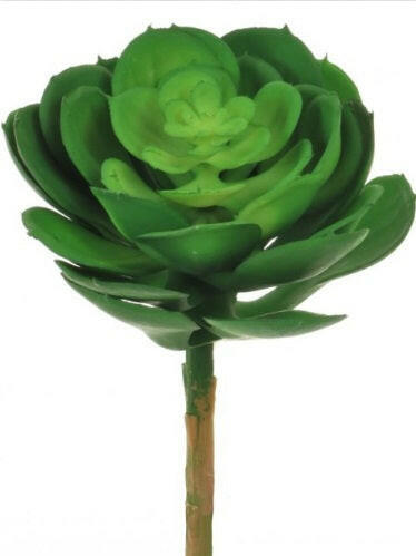 Artificial Afterglow Succulent Only