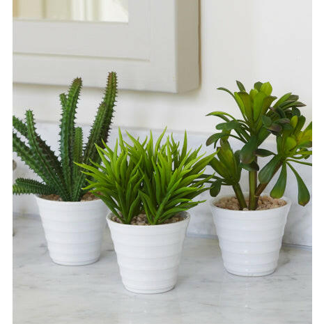 Artificial Potted Succulent x3 Pack