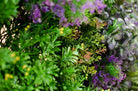 Artificial Green Wall Mixed Mat FR and UV
