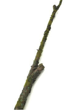 Deluxe Artificial Moss Branch