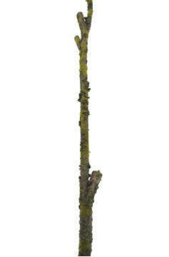 Deluxe Artificial Moss Branch