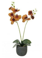 Artificial 2 Stem Phalaenopsis Orchid Arrangement