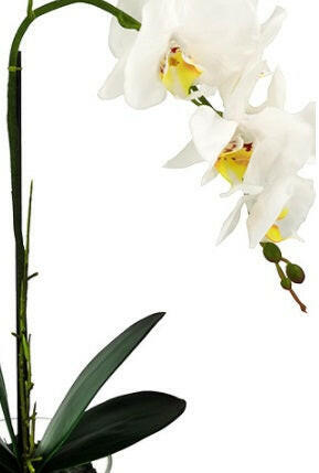Artificial Silk Small Phalaenopsis Orchid in a Glass Vase