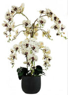 Artificial Silk Phalaenopsis Orchid Grand Arrangement