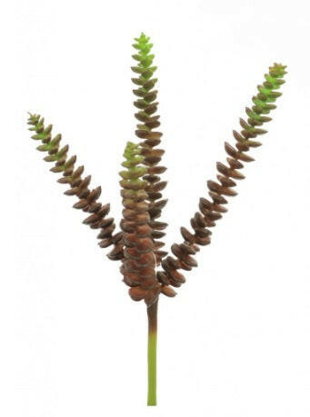 Artificial Feechi Succulent