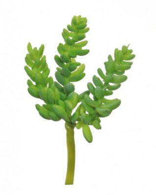 Artificial Plastic Burros Tail Succulent