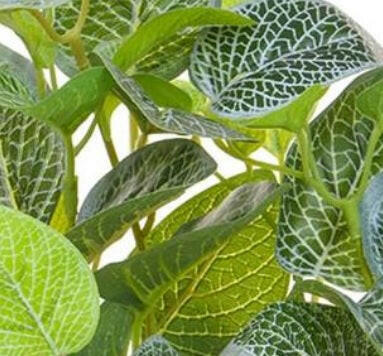 Artificial Silver Variegated Plant in Slate Pot