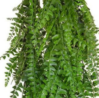 Artificial Fern Trail FR UV