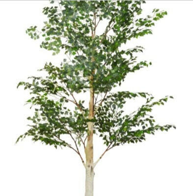 Artificial Silk Birch Tree