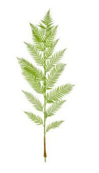 Artificial Silk Alsophila Palm FR