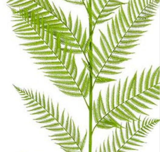 Artificial Silk Alsophila Palm FR