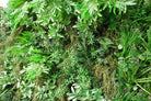 Artificial Flexi Back Green Wall Cheviot 100 x 100cm