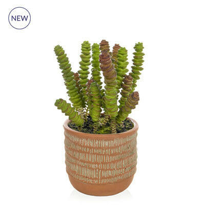 Artificial Succulent Mixed in Orange Pot