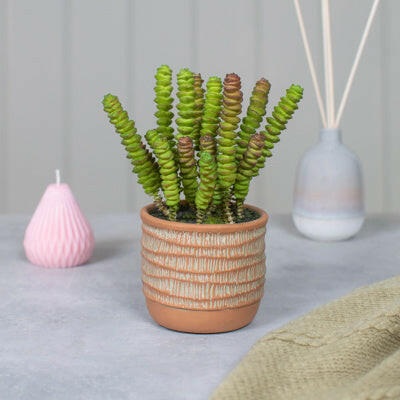 Artificial Succulent Mixed in Orange Pot