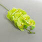 Artificial Silk Phalaenopsis, Real Touch
