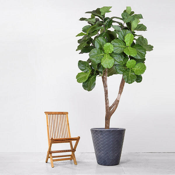 Luxury Artificial Silk Bespoke Fiddle Leaf FR Tree Deluxe in a Matuba Planter