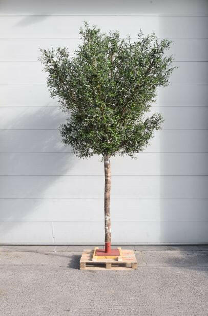 Artificial Bespoke Natural Single Stem Olive Tree