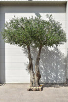 Artificial Bespoke Fabricated Olive Tree