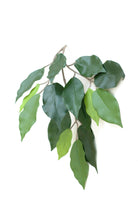 Ficus Leaf