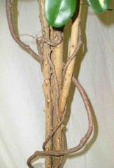 Ficus Natural Wood Stems
