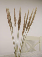 Artificial Dried Reed Pampas Bunch