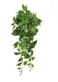 Artificial Pothos Trail FR