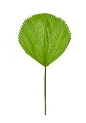 Artificial Licuala Grandis Palm Stem FR