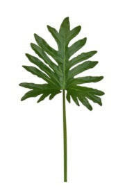 Artificial Selloum Leaf FR