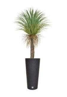 Artificial Cycas Palm in Rato Tubus Pot