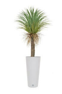 Artificial Cycas Palm in Rato Tubus Pot