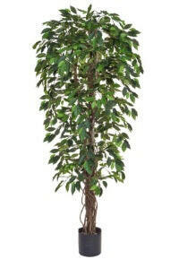 Artificial Silk Hawaiian Ficus Tree IFR