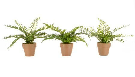 Artificial Potted Mini Fern in Terracotta Pot x3