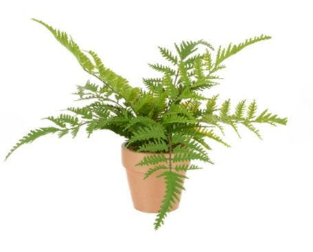 Artificial Potted Mini Fern in Terracotta Pot x3