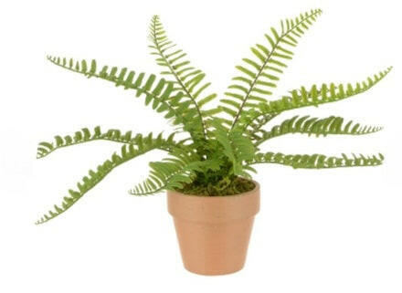 Artificial Potted Mini Fern in Terracotta Pot x3