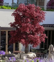 Artificial Hand Built Fabricated Maple Tree