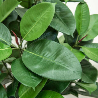 Artificial Ficus Elastica Multi Tree FR