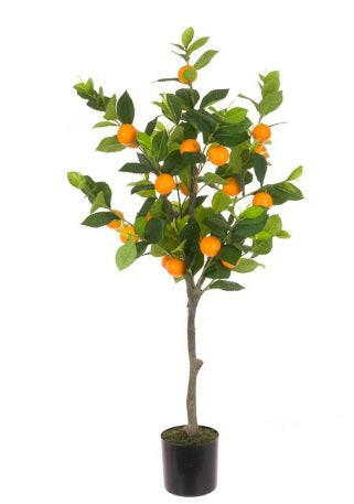 Orange Tree shown in carriage pot