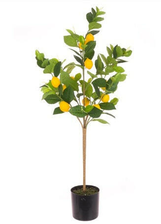 Lemon Tree shown in carriage Pot