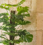 Artificial Silk Split Philodendron 120cm close up
