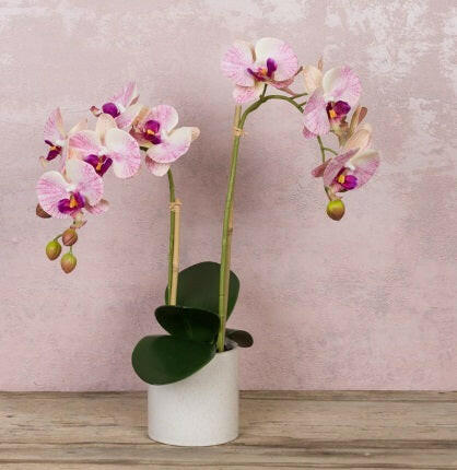 Phalaenopsis in a Ceramic Pot