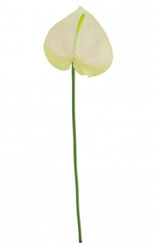 Justartificial Anthurium UV White